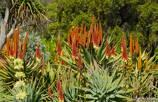 South African Winter Aloes