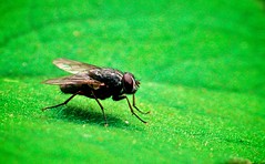 Fly on Green