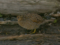 Phasianidae - Pheasants, Grouse and Allies