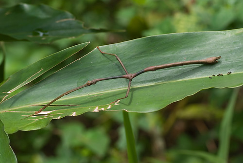 stick insect on a leaf DSC_9038 copy (2)
