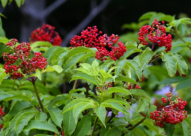 Sambucus racemosa Red Elderberry