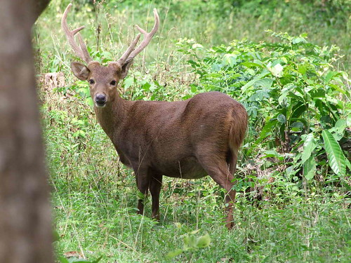 Calauit Island Deer