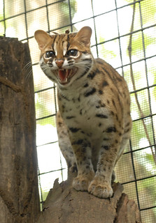 Philippine Leopard Cat