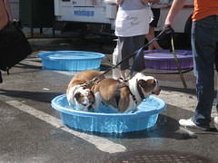 Bulldog bathing, Bathing Bulldogs of West Fest