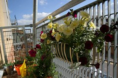 Balcony plants: the flowers of romance
