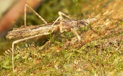 Hemiptera (Ecuador)