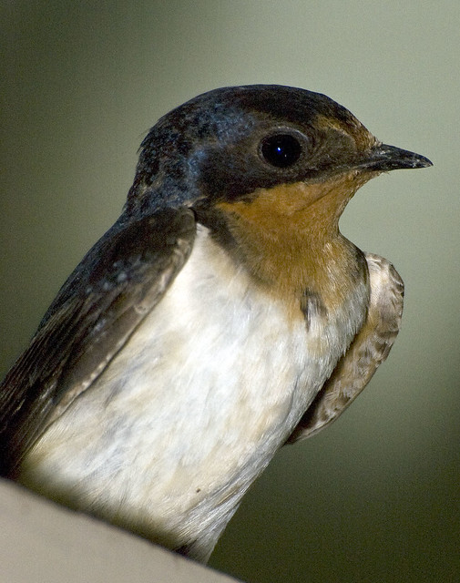 Female Barn Swallow 96