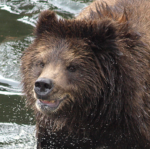 Grizzly close up, Ak