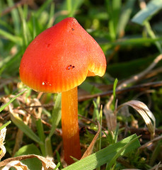 Wiltshire Fungi