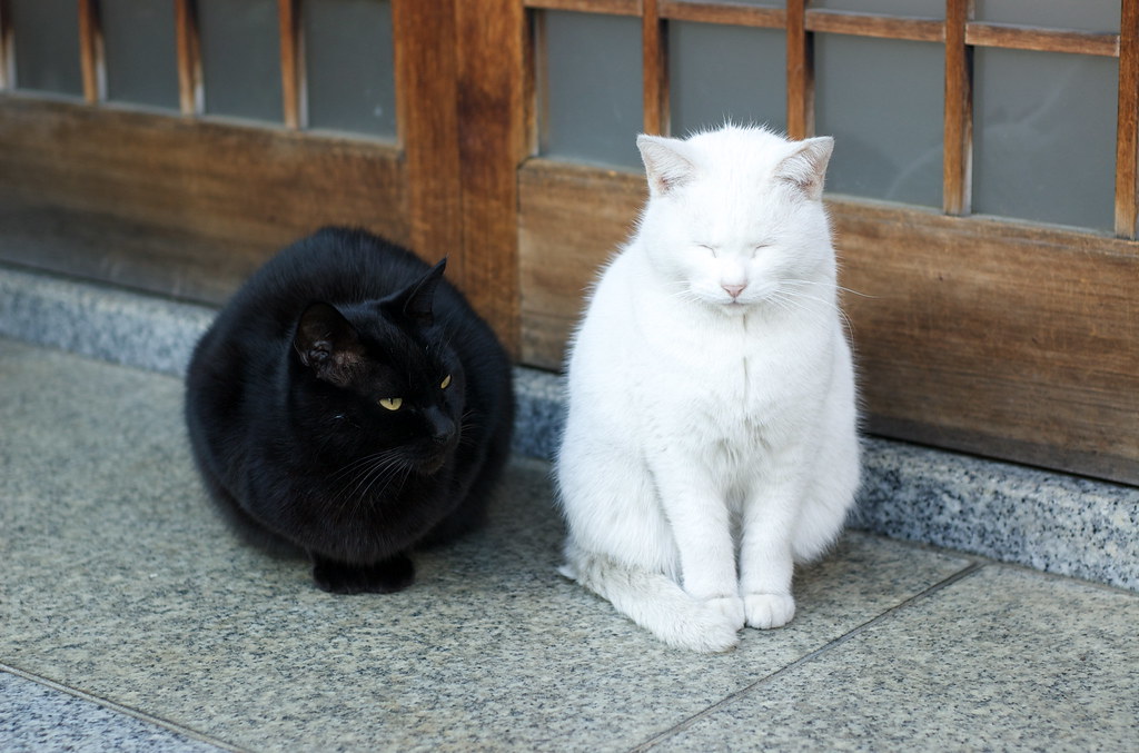 白といのと黒い猫たち