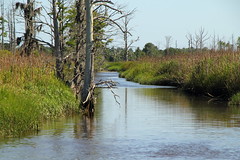 Cape Fear River Tributary
