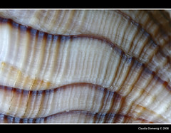 Sea Shell Macro