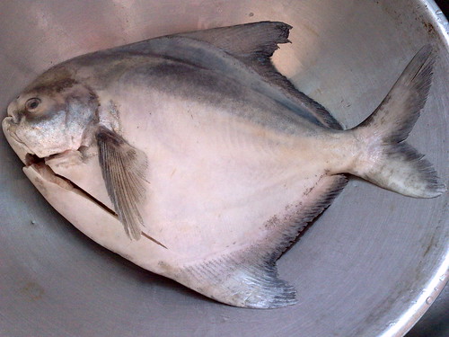 Pomfret Fish From Pulau Pangkor