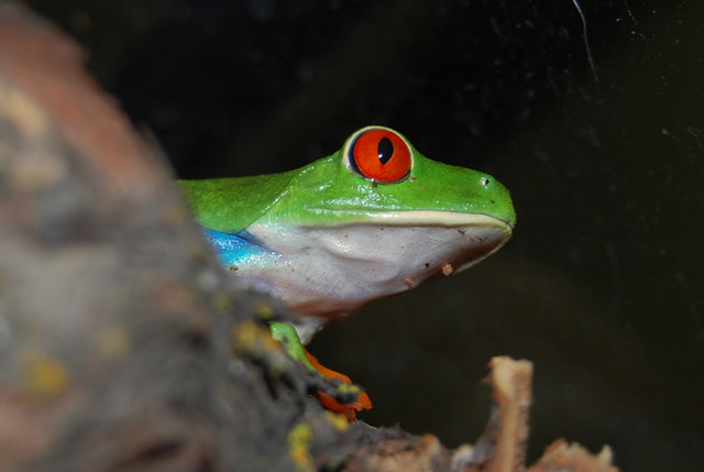 Frog Iris