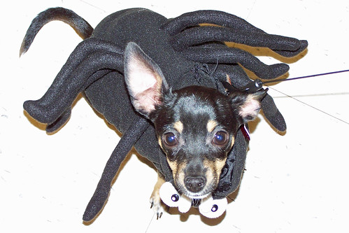Pet halloween costume, Spider Angus
