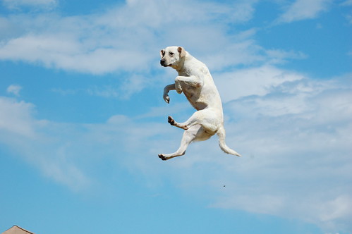 Now THIS is a Big Jumping Dog!