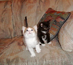 Kweller and Moose First day at home (2002)