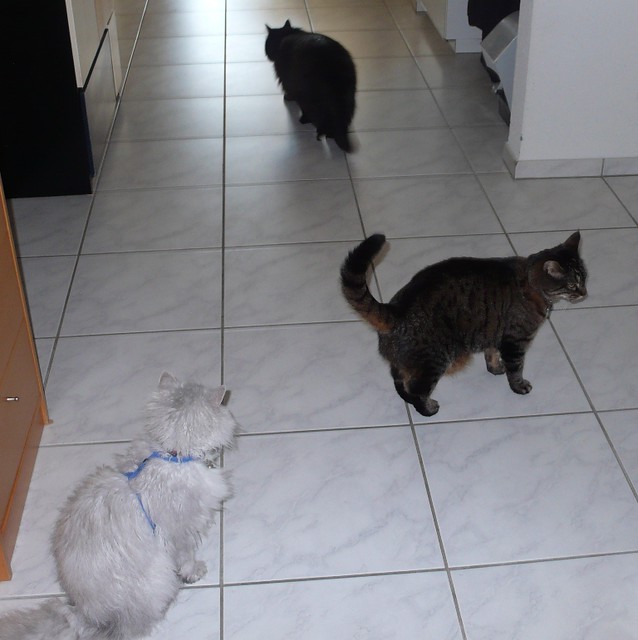 The cat trio, Fluffy, Tabby and Nera