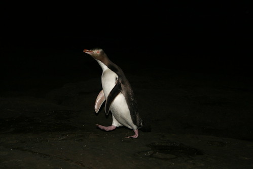 yellow eyed penguin by justinecurgenven