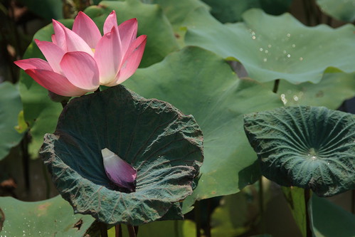 lotus flower photos