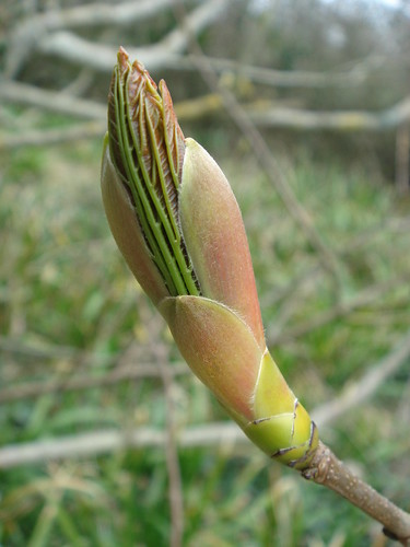 Sycamore in Bud