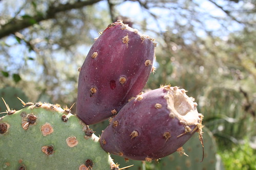 Americans just say prickly pear