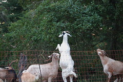Goats R They