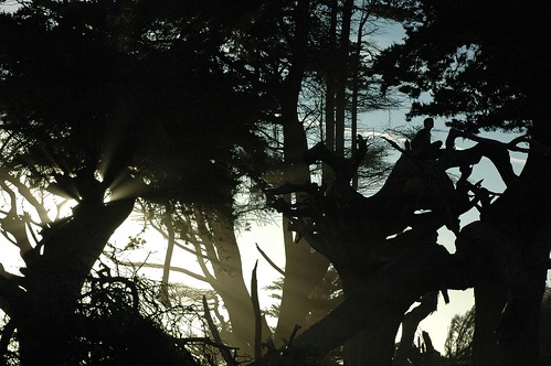 Sitting in the Enlightened Forest, mist, Monterey Cypress, Santa Cruz, California, USA by Wonderlane