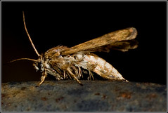 Moths, Butterflies & Crickets 2008