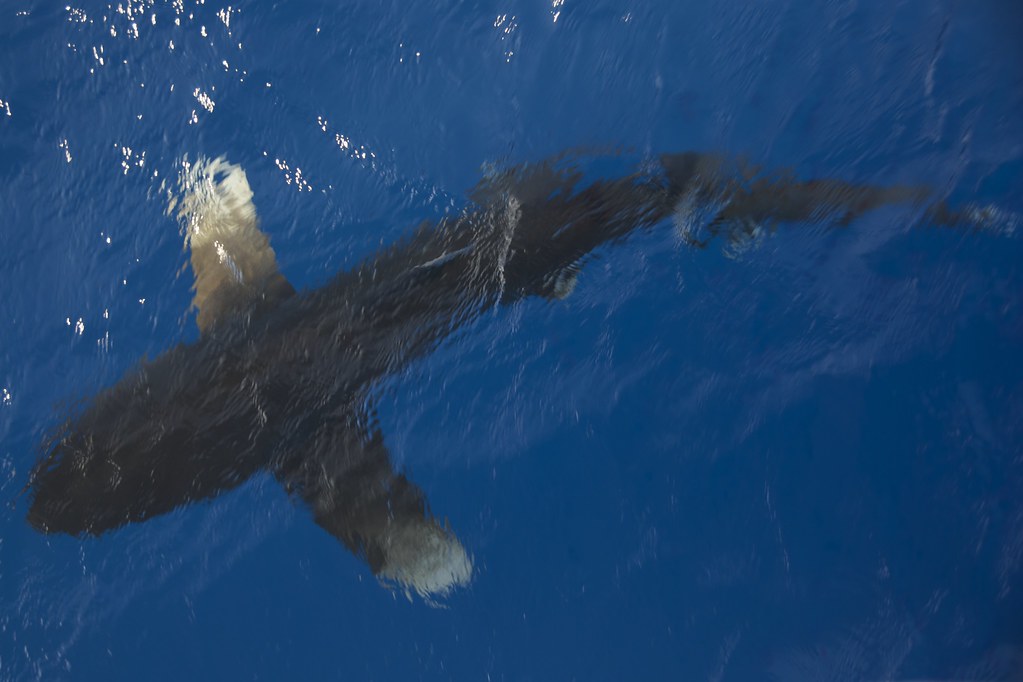 Tiburón Longimanus