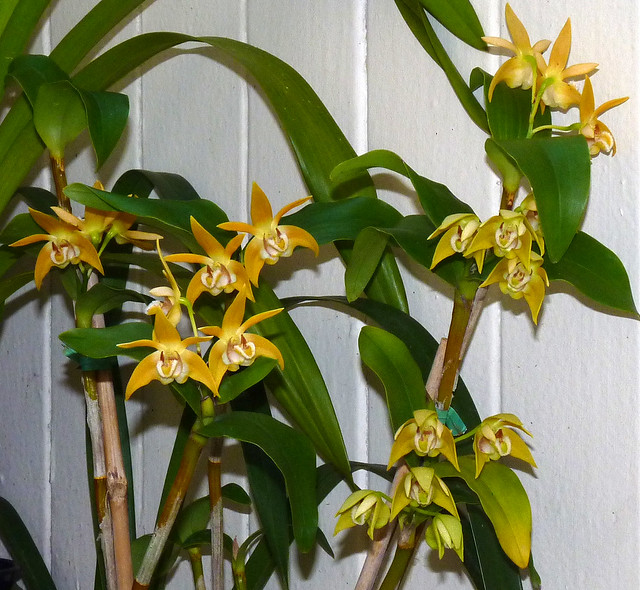 Dendrobium fleckeri orchid species