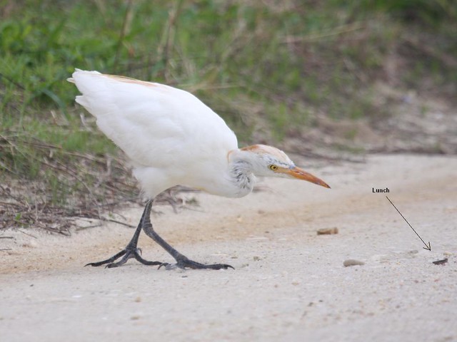 Cattle Egret - The Brig - Sept 20th, 2008