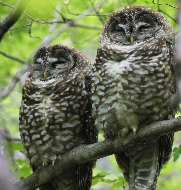 Spotted Owls - Sept 1st, 2008 - Arizona
