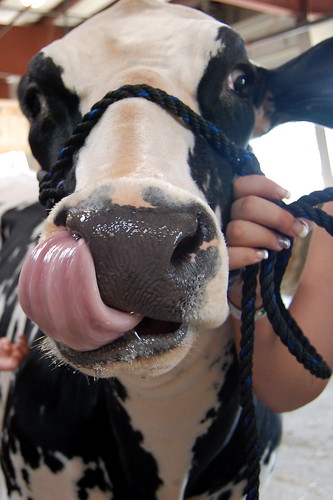 Did you know a cow can lick its own nostrils?