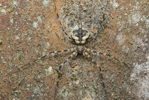 two tailed spider, Hersilia sp. DSC_8388 copy