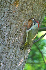 MALE & FEMALE GREEN WOODPECKERS WITH CHICK