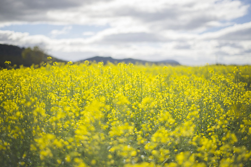 Field of yellow flowers - Tasmania