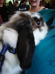 Kristy's bunny