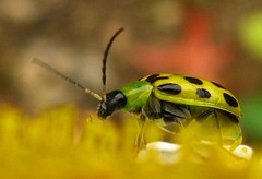 Ladybugs & Beetles