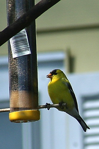 finch bird feeders