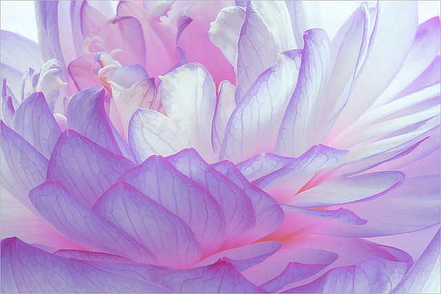Purple Lotus Petals / lotus_Petal - Flower Macro - IMG_4695