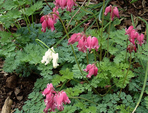 Dicentra King of Hearts & Ivory Hearts