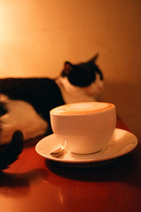 cafe and cats