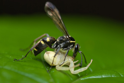 wasp with crab spider prey DSC_7733 copy