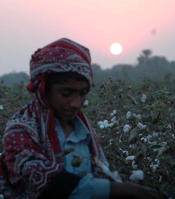 Sunrise and cotton-picking ©jahangir khan