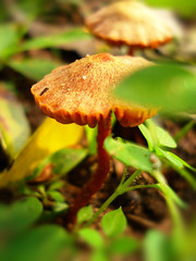 Cogumelos - fungos - liquens - Musgo