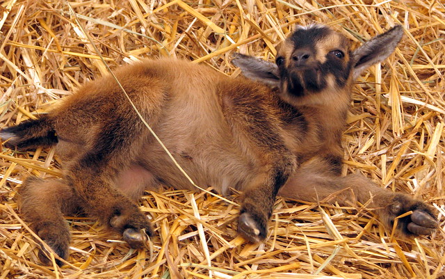 100 Things to see at the fair #71: baby goats