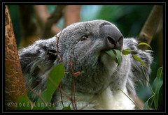 koala korner
