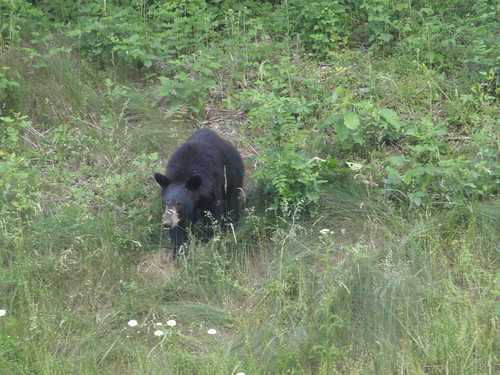 Black bear in Shenandoah
