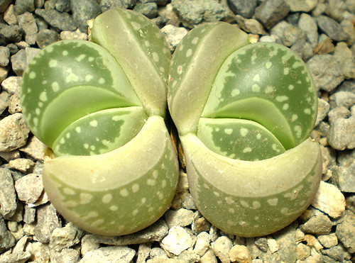 Lithops Olivacea  (Sonia Cactus) by Sonia Cactus & Succulents (Chile)